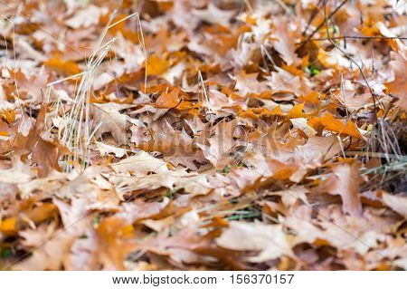 Dry Oak Leaves Lying On Ground