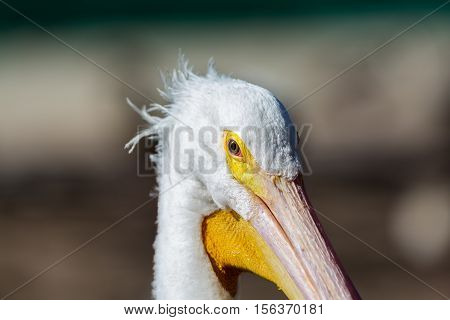 The American white pelican is a large aquatic soaring bird from the order Pelecaniformes. It breeds in interior North America, moving south and to the coasts, as far as Central America, in winter.
