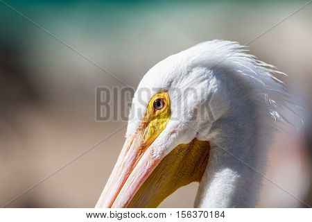 The American white pelican is a large aquatic soaring bird from the order Pelecaniformes. It breeds in interior North America, moving south and to the coasts, as far as Central America, in winter.
