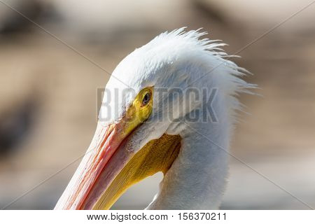 The American white pelican is a large aquatic soaring bird from the order Pelecaniformes. It breeds in interior North America, moving south and to the coasts, as far as Central America, in winter.