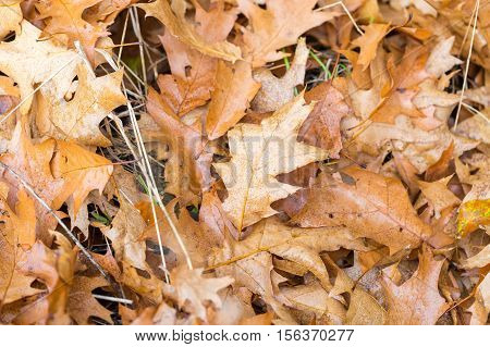 Dry Oak Leaves Lying On Ground