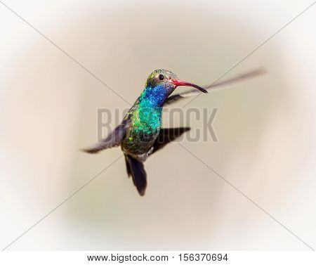 Broad Billed Hummingbird. Using different backgrounds the bird becomes more interesting and blends with the colors. These birds are native to Mexico and brighten up most gardens where flowers bloom.
