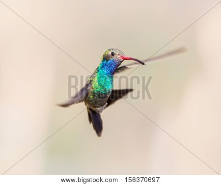 Broad Billed Hummingbird. Using different backgrounds the bird becomes more interesting and blends with the colors. These birds are native to Mexico and brighten up most gardens where flowers bloom.