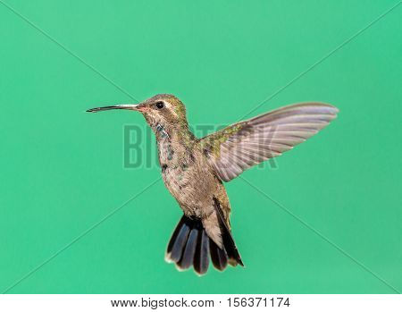 Broad Billed Hummingbird. Using different backgrounds the bird becomes more interesting and blends with the colors. These birds are native to Mexico and brighten up most gardens where flowers bloom.