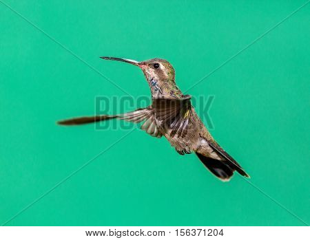 Broad Billed Hummingbird. Using different backgrounds the bird becomes more interesting and blends with the colors. These birds are native to Mexico and brighten up most gardens where flowers bloom.