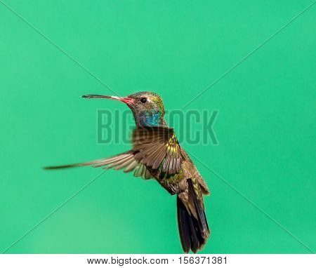 Broad Billed Hummingbird. Using different backgrounds the bird becomes more interesting and blends with the colors. These birds are native to Mexico and brighten up most gardens where flowers bloom.