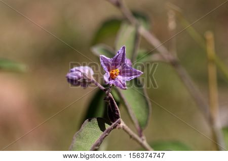 Flowers of a thorn apple (Solanum incanum)