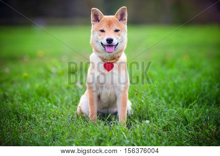 A young shiba inu sits in green garden