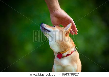 Shiba Inu puppy in the park. A hand is petting the top of his head.