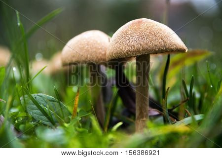 Wild mushrooms growing in the autumn meadow in the green grass close up with selective focus and narrow depth of field