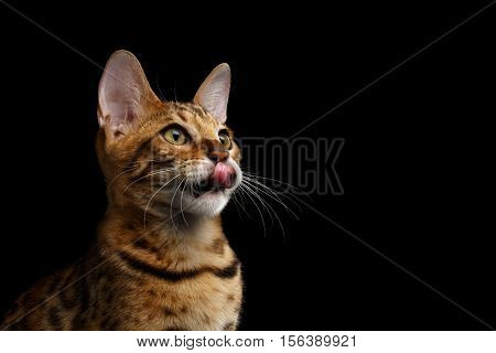 Close-up Portrait of Adorable breed Bengal kitten licked in profile view, isolated on Black Background