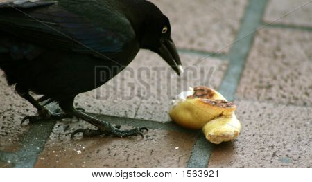 Fugl på frokost
