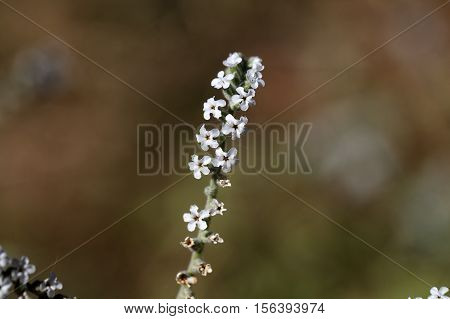 Macro photo of Heliotropium cinerascens flowers; a plant from Ethiopia.