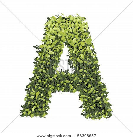 Letter A.  Alphabet of green leaves collection. Decorative symbols isolated on white background.