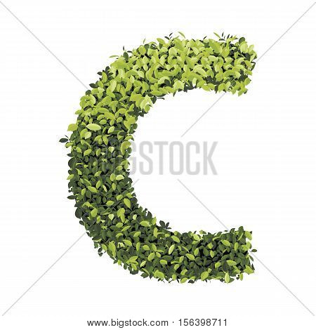 Letter C.  Alphabet of green leaves collection. Decorative symbols isolated on white background.