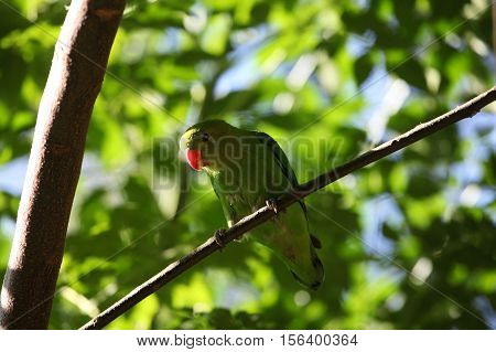 A black-winged lovebird (Agapornis taranta) in a tree in Ethiopia.