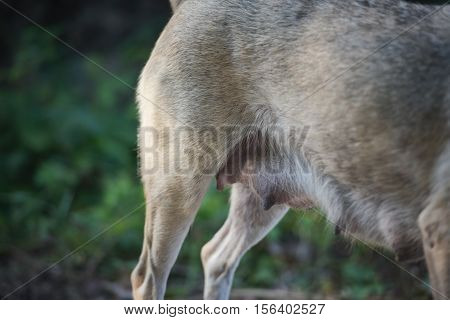 The farmers harvest the rice situation in Thailand.