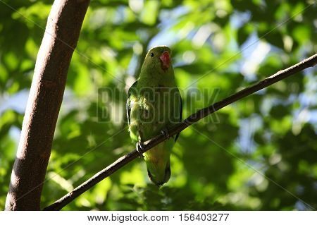A black-winged lovebird (Agapornis taranta) in a tree in Ethiopia.