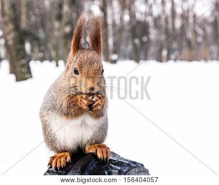 Red Little Squirrel Sitting On Snowy Bench And Eating Nut