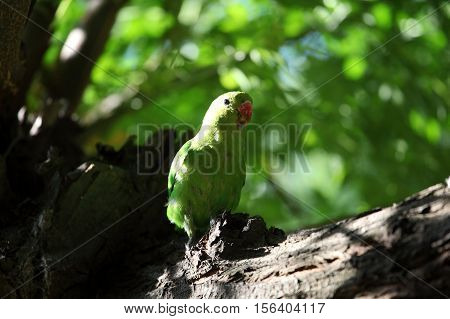 A black-winged lovebird (Agapornis taranta) in a tree in Ethiopia.
