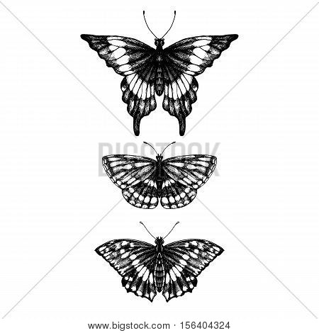 butterflies set, hand drawn vintage design elements, , line drawing vector element