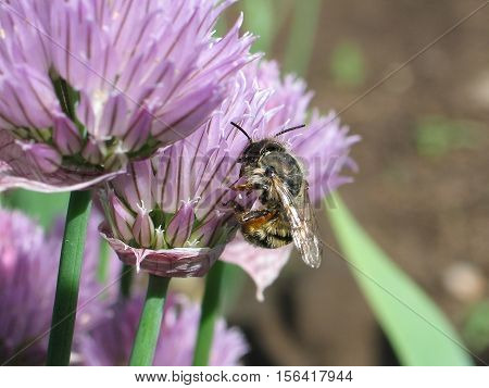 A bee collecting honey. Bee on a violet flower.