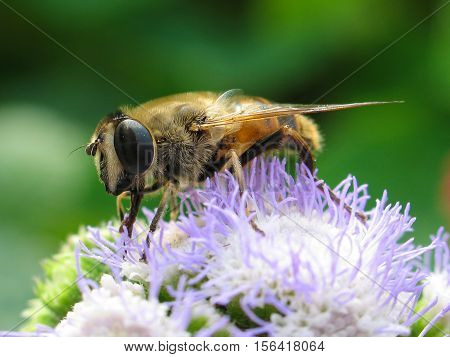 A bee on a flower. A bee collecting honey. Close-up on a green background.