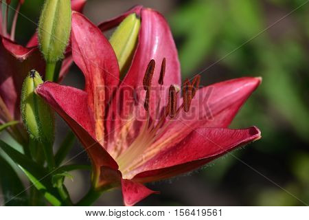 Lily is dark red in color with large stamens. Summer garden.