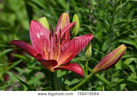 Lily cherry color and large buds. Lily in the summer garden. Floriculture.