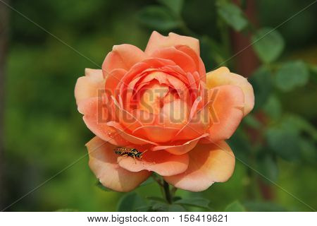 Wasp on the flower rose. Rose after the rain.