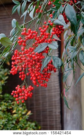 Guelder-rose Fruits In The Autumn Garden