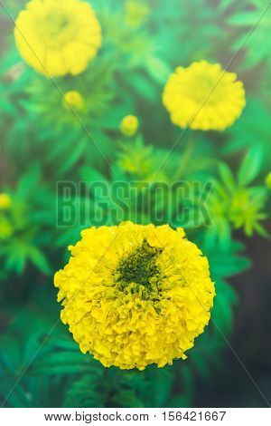 Garden flowers yellow flowers Tagetes erecta. Yellow petals