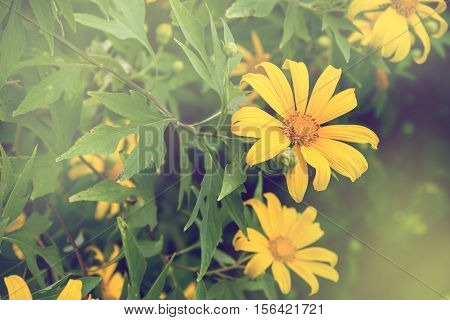 Garden flowers yellow flowers Mexican tournesol, lea flowers Mexican tournesol