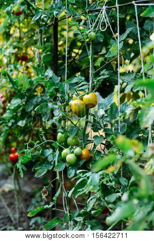 Vegetable Garden With Plants Of Red Tomatoes. Ripe Tomatoes On A