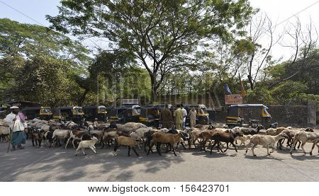 Kalyan,Maharashtra,India - November 12, 2016: Shepherd moving through road traffic with his herd of goats and lambs