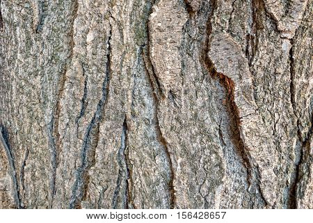 Poplar bark macro photograph for closeup texture