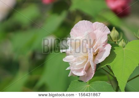 Confederate rose or Dixie rosemallow or the cotton rosemallow flower