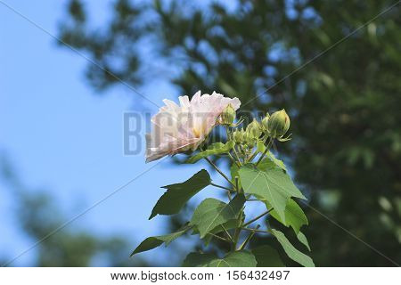 Hibiscus Mutabilis Or Confederate Rose