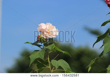 Hibiscus Mutabilis Or Confederate Rose