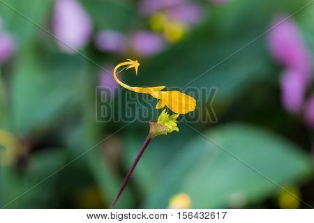 Yellow Globba Flowers Blooming In The Garden
