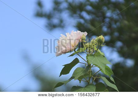 Hibiscus Mutabilis Or Confederate Rose