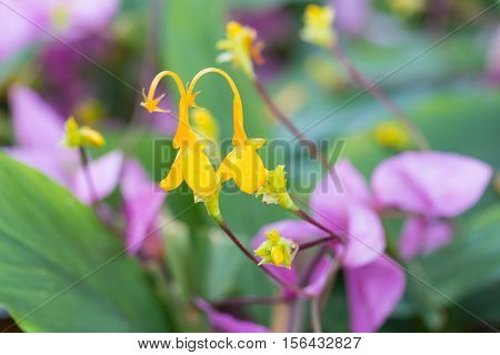 Yellow Globba Flowers Blooming In The Garden