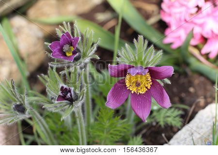 Purple pasque flowers in springtime / Hairy fuzzy pasque-flowers in soft purple pastel colors in springtime