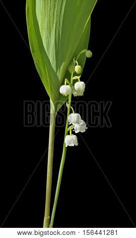 A close up of the lily-of-the-valley (Convallaria keiskei). Isolated on black.