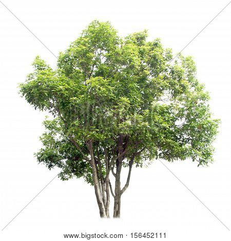 Isolated on white background Small camphor tree.
