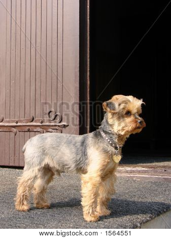Yorkshire Terrier