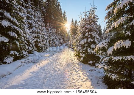 Magic winter landscape. Sun is setting over road in coniferous forest among snow covered fir trees.