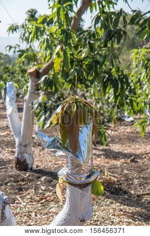 Grafting on a mango tree in field