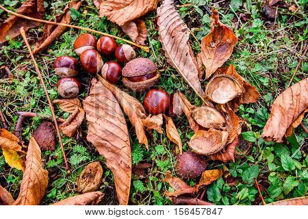 Horse Chestnut - Aesculus Hippocastanum On Forest Floor With Leaves.