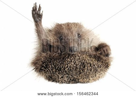 Standing hedgehog white on a white background
